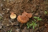 Ganoderma curtisii image