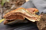 Ganoderma curtisii image