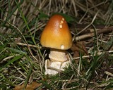 Amanita crocea image