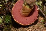 Chalciporus pseudorubinellus image