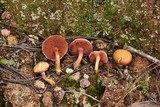 Chalciporus pseudorubinellus image