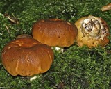 Russula foetens image