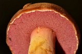 Chalciporus pseudorubinellus image