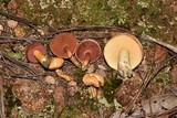 Chalciporus pseudorubinellus image