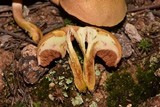 Chalciporus pseudorubinellus image