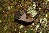 Craterellus fallax image