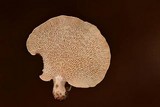 Panellus pusillus image