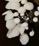 Tetrapyrgos nigripes image