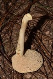 Hydnum zongolicense image