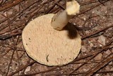 Hydnum zongolicense image