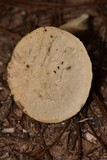 Hydnum zongolicense image