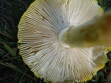 Amanita amerimuscaria image
