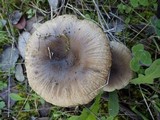 Russula sororia image