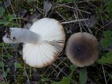 Russula sororia image