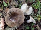 Russula sororia image