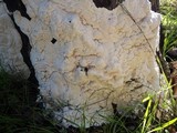 Schizopora paradoxa image