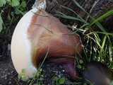 Ganoderma resinaceum image