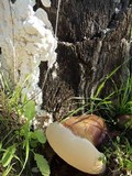 Ganoderma resinaceum image