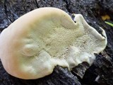 Ganoderma resinaceum image
