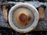 Paxillus involutus image