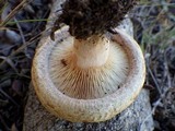 Paxillus involutus image