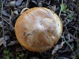Paxillus involutus image