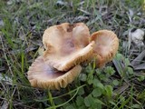 Marasmius oreades image