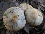 Cortinarius infractus image