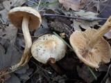 Cortinarius infractus image