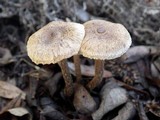 Inocybe lacera image