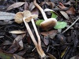 Inocybe lacera image