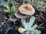 Inocybe lacera image