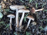 Inocybe lacera image