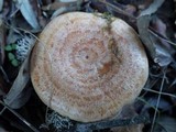 Lactarius chrysorrheus image