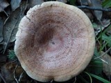 Lactarius chrysorrheus image