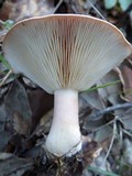 Lactarius chrysorrheus image