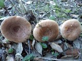 Lactarius chrysorrheus image
