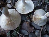 Lactarius chrysorrheus image