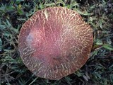Boletus rubellus image