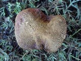 Boletus rubellus image