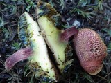 Boletus rubellus image