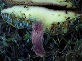 Boletus rubellus image
