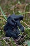Helvella lacunosa image