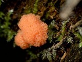 Tubulifera arachnoidea image