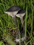 Pseudoclitocybe cyathiformis image