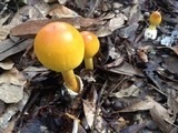 Amanita arkansana image