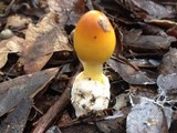 Amanita arkansana image