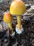 Amanita arkansana image
