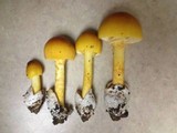 Amanita arkansana image