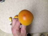 Amanita arkansana image